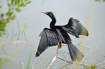 Left-side, back, and full-body view of an anhinga in breeding plumage colors, perched on dead tree branches next to a pond with a blurred gray pond background