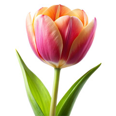 Naklejka premium tulip isolated on white background