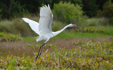Right-side view of a snowy egret taking flight from the left at the nature preserve marsh grounds, both wings up, neck stretched, beak open, and green breeding colors on its face.