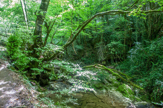 Arnea stream, Navarra, Spain