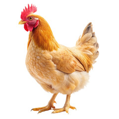 Fototapeta premium chicken on white background