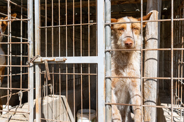 Hunting dog waiting in kennel cage behind bars