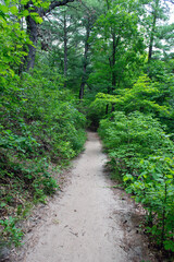 Hiking trail through lush green forest in summer