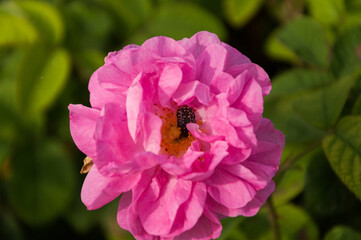 Close up of a pink rose on the green background