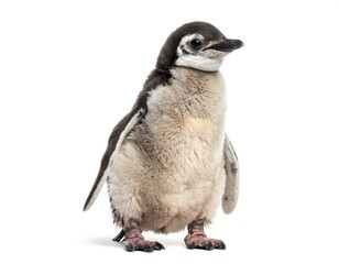 Naklejka premium Baby penguin profile