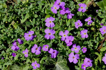 Aubrietien, Blaukissen, Aubrieta
