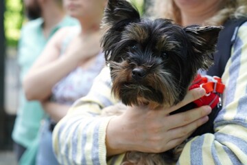 Woman Holding Small Dog with Careful Attention