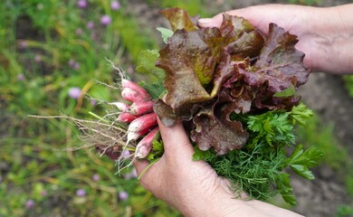 Farmer's Woman's Hand Holding A Bunch Of Lettuce Greens With Onions And Red Radishes, Collected In The Beds Of Her Own Garden Plot As A Concept For Growing Organic Food