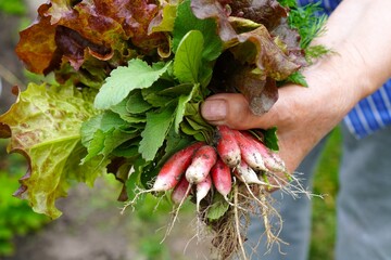 Farmer's Woman's Hand Holding A Bunch Of Lettuce Greens With Onions And Red Radishes, Collected In The Beds Of Her Own Garden Plot As A Concept For Growing Organic Food