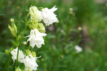 Banner with white watershed flowers on branches on green garden background with free space to insert text