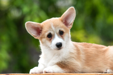 small welsh corgi pembroke dog on green grass in summer