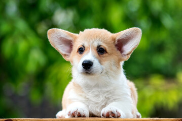  dog on green grass in summer
