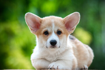 small welsh corgi pembroke dog on green grass in summer