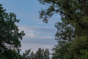 Calm morning sky with tree tops silhouetted and soft clouds