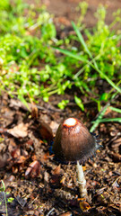 Bell shaped inky cap fungus