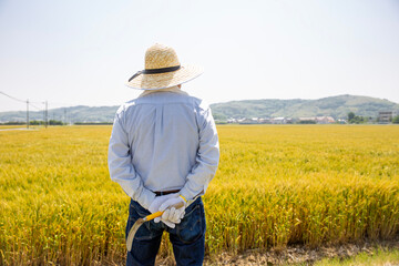 初夏の麦畑に立つ日本人農民の後ろ姿