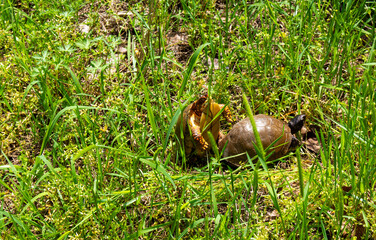 Common box turtle mating season