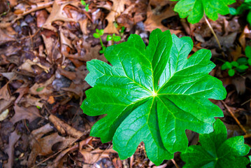 Double mayapple closeup
