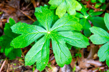 Mayapple leaf closeup