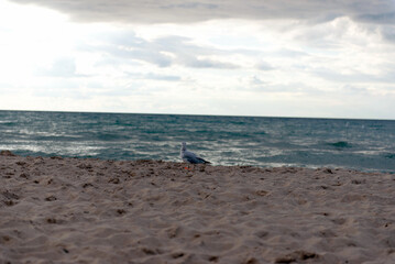 Seagull standing on sand at beach with ocean view