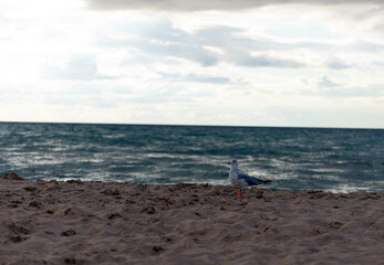 Seagull standing on beach sand by the sea under cloudy sky