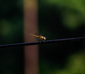 Golden-bodied dragonfly on a thin black wire.