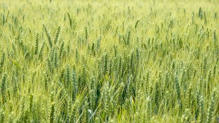 Green and gold wheat field in bright sunlight.