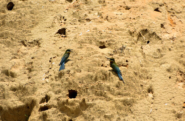 Two blue-tailed birds perch on a textured, sandy bank with nesting holes.