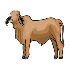 red zebu bull in vector format