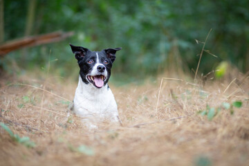 Small Dog, Big Adventure – Jack Russell in Nature