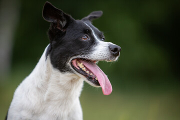 Small Dog, Big Adventure – Jack Russell in Nature