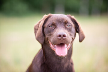 Labrador Retriever in the Great Outdoors