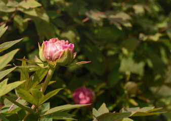 Small pink peony bud on green background, selective focus