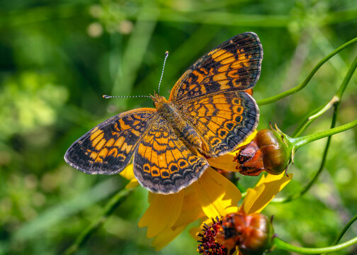 Pearl Crescent on some wildflowers along the nature trail in Pearland, Texas
