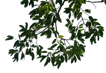 Green leaves emerge from tree branches, featuring a vibrant, healthy look against a transparent background suitable for various creative uses and projects