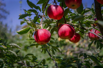Ripe apples on a branch growing in the garden.