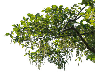 A lush green branch showcasing vibrant leaves and delicate flowers against a transparent background. Ideal for nature-inspired designs and graphics