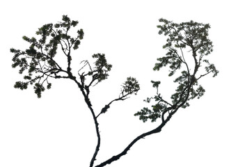 Tree branches feature delicate and detailed foliage, providing a natural aesthetic with a transparent background, perfect for design or artistic projects