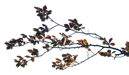 Branches of a tree featuring vibrant autumn leaves are shown against a transparent background, highlighting the beauty of seasonal transformations in nature
