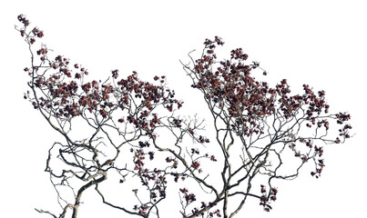The structure features an isolated tree with twisted branches and dried dark flowers, emphasizing the intricate details of its natural form against a clear backdrop
