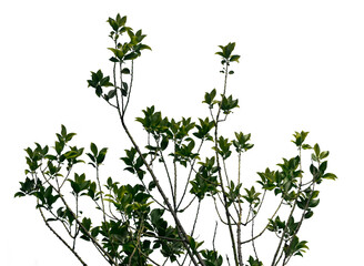Fresh green tree branches extend upward, featuring abundant leaves against a transparent background. The branches exhibit vitality and natural elegance with each detail