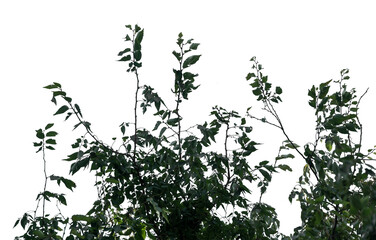 Towering branches display an abundance of green leaves, detailed and clear against a transparent backdrop, perfect for design and creative projects