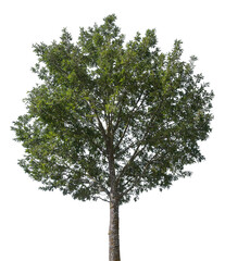 A tall tree with lush green leaves stands alone against a transparent background, ideal for graphic design and various artistic applications