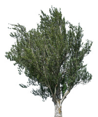 Lush green tree stands tall against a transparent backdrop, ideal for graphic design applications or nature-themed projects, showcasing vibrant foliage and strong trunk