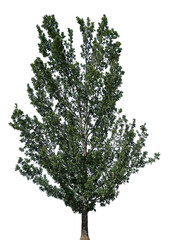 This tree displays a vibrant canopy of green leaves with a strong trunk, isolated on a transparent background, perfect for design projects and nature themes