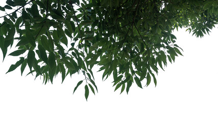 Vibrant green leaves are captured from below, showcasing intricate leaf patterns against a transparent background, emphasizing their natural beauty and texture