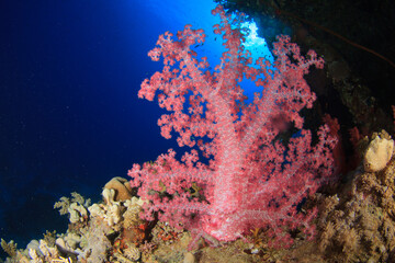 A pink soft coral stands out on the reef with the blue of the sea in the background.