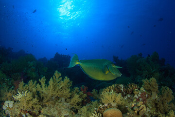 A tropical fish in shades of green swims over the reef with the sun on top of it.