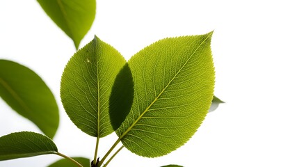 Fototapeta premium green leaves isolated on white background