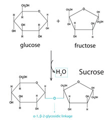 Sucrose Formation Reaction Diagram – Vector Illustration of α-D-Glucose and β-D-Fructose Condensation with Glycosidic Bond. Medical and Biochemistry Vector Illustration